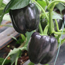 Black Fruit Sweet Pepper, 50 Seeds