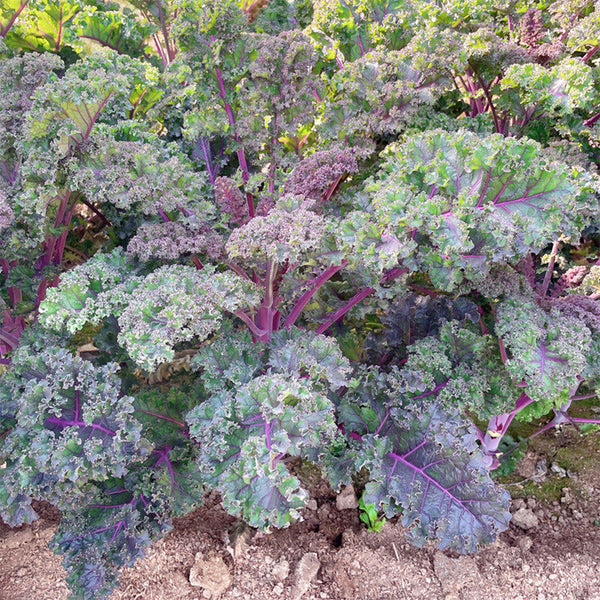 Purple Kale, 50 Seeds