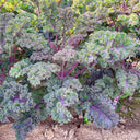 Purple Kale, 50 Seeds