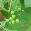 Turkey Berry, 500 Seeds