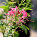 Pink Spider Flower Seeds, 200 Seeds