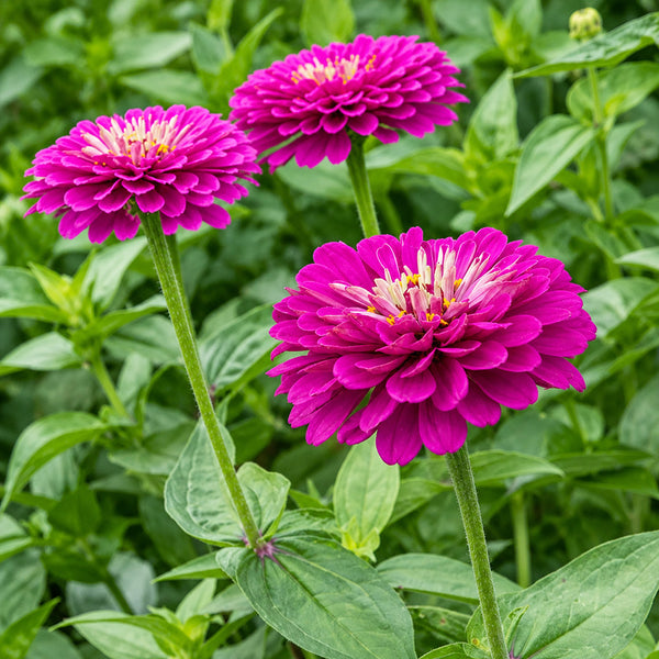 W1348 Large-Flowered Purple Zinnia, 100 Seeds