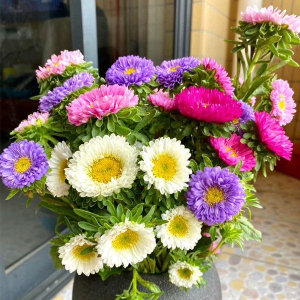 Hezhichun Mixed Color China Aster Seeds, 1g