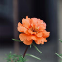 Hezhichun Orange Moss-Rose Purslane Seeds, 1g