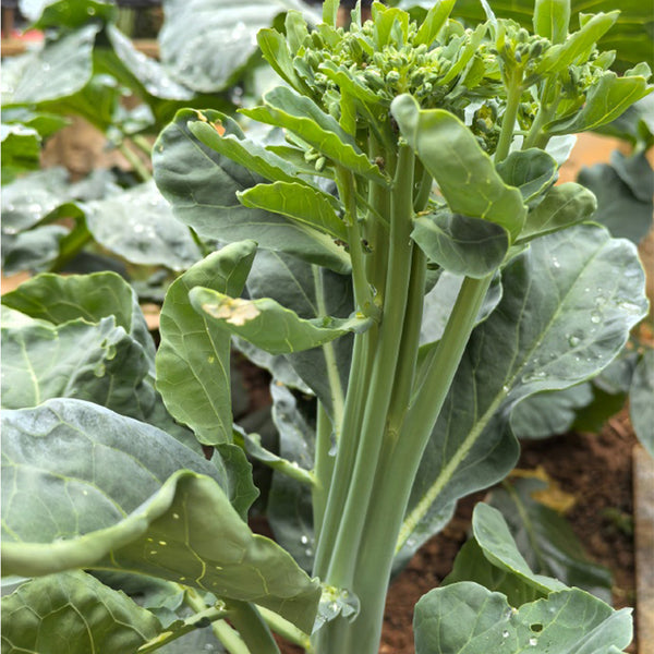 Qinghuatai No.1 Broccolini Seeds, 1000 Seeds