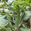 Qinghuatai No.1 Broccolini Seeds, 1000 Seeds