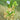 Shoo-Fly Plant, 300 Seeds