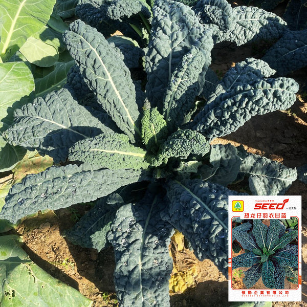 Dinosaur Kale, 100 Seeds