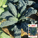Dinosaur Kale, 100 Seeds