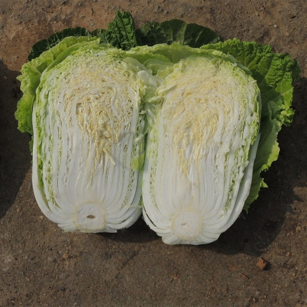 'Qiuguan 70' Chinese Cabbage Seeds, 10g