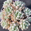 Echeveria 'Jade Ruyi', 3pcs x 1-head