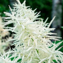 Goat's Beard, 10 Seeds