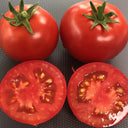 573 Micro Totem Tomato, 5 Seeds