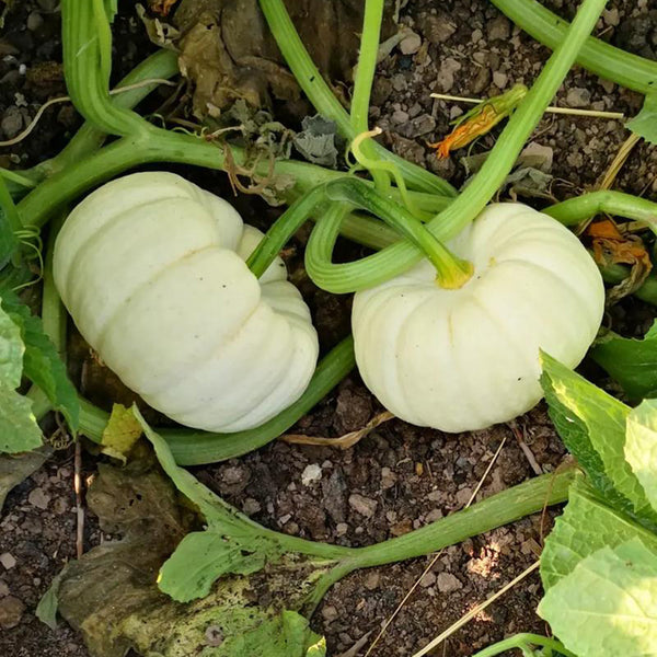 Specialty Mini White Beibei Squash, 10 Seeds