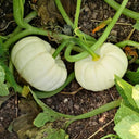 Specialty Mini White Beibei Squash, 10 Seeds
