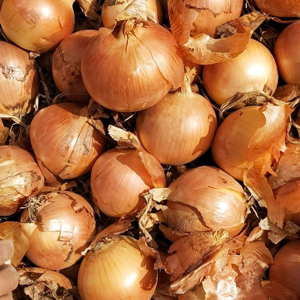 Imperial Topaz' Yellow Onion Seeds, 10g
