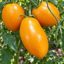 391 Sofia's Golden Pear Tomato, 5 Seeds