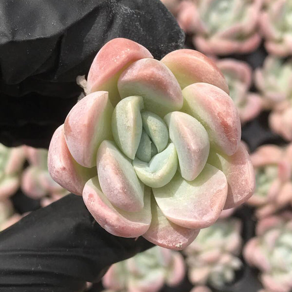 Echeveria Lauii, 3pcs x 1-head