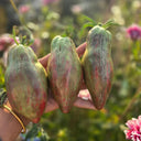 937 Black Tulip Tomato, 5 Seeds