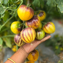 "Rebel Starfighter Kayleigh Anne" Tomato Seeds, 5 Seeds