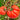 Classic Beefsteak Tomato,  10 Seeds