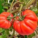 Classic Beefsteak Tomato,  10 Seeds