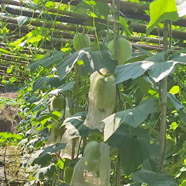 Green Star Wax Gourd Seeds, 10g