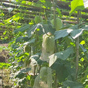 Green Star Wax Gourd Seeds, 10g
