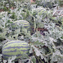 'Lanzhou P2' Sweet Watermelon Seeds