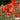 Hezhichun Field Poppy Seeds, 1g