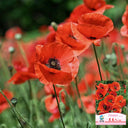 Hezhichun Field Poppy Seeds, 1g