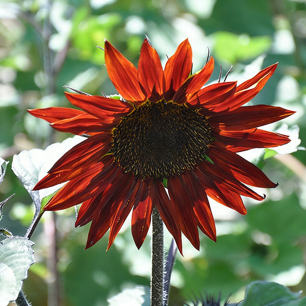 HEL09 Red Sunflower, 100 Seeds