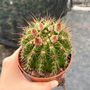 Parodia ottonis 'Pink Flower', 3-4cm