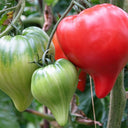 28 Teton de Venus Tomato, 5 Seeds