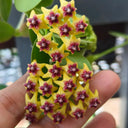 Hoya cumingiana, 5 Cuttings
