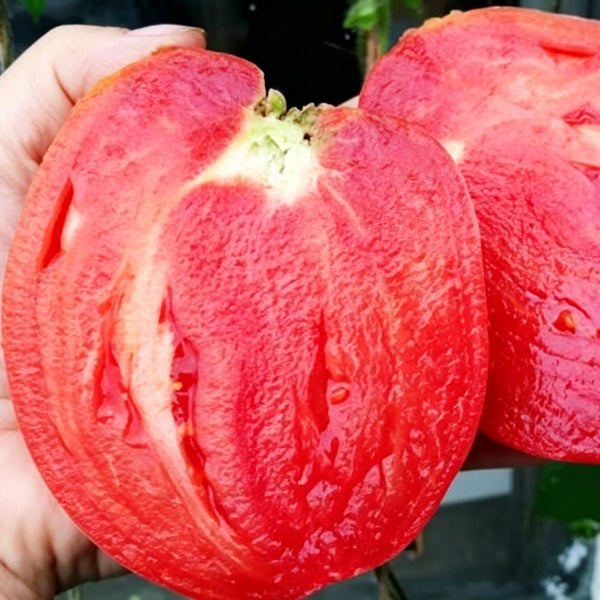 971 Pink Scallop Tomato, 5 Seeds