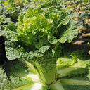 'Cuiqing 55' Qingmaye Chinese Cabbage Seeds, 4g