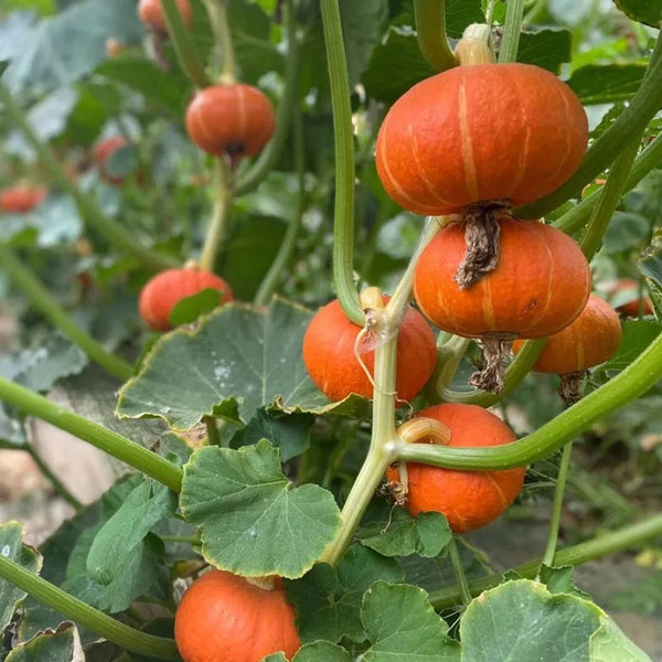 Red BeiBei Pumpkin Seeds, 5 Seeds