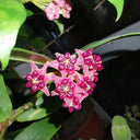 Hoya lobbii, 2 Cuttings