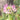 Pink Spider Flower Seeds, 200 Seeds