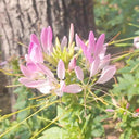 Pink Spider Flower Seeds, 200 Seeds