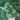 Spring-Autumn Large-Leaf Spinach Seeds, 20g