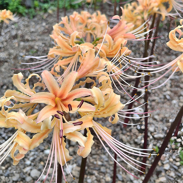 Lycoris 'Sweet Orange', 1 Bulb