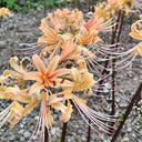 Lycoris 'Sweet Orange', 1 Bulb