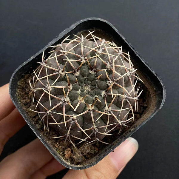 Gymnocalycium quehlianum, 3-4cm