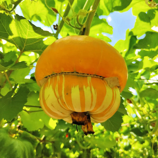 Censer Squash Seeds, 5g