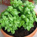 Giant Leaf Basil Seeds, 200 Seeds