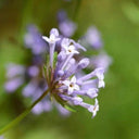 Blue Woodruff Seeds, 200 Seeds