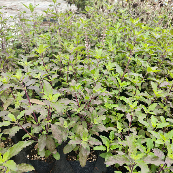 Holy Basil, 50 Seeds