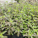 Holy Basil, 50 Seeds